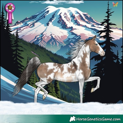 Horse Color:White Spotted Bay Dun Splash Tobiano Rabicano