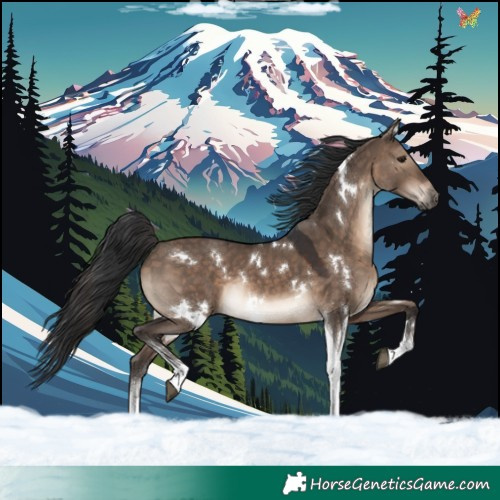 Horse Color:White Spotted Brown Dun Tobiano Rabicano 