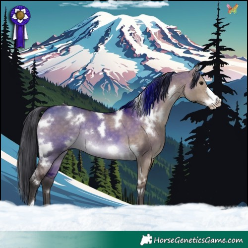 Horse Color:White Spotted Brown Dun Frame Rabicano