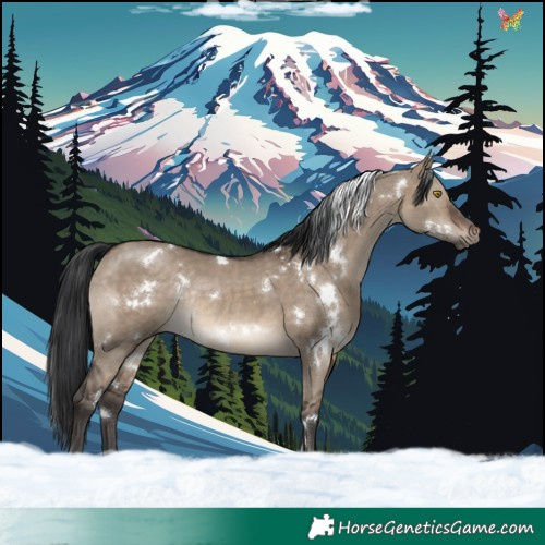 Horse Color:White Spotted Brown Dun Rabicano 