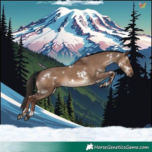 Horse Color:White Spotted Liver Red Dun Rabicano