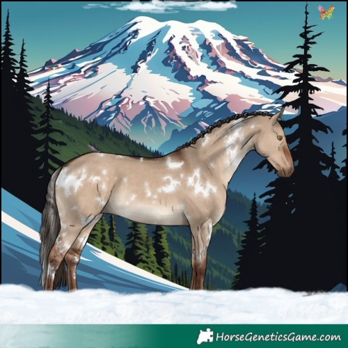 Horse Color:White Spotted Liver Red Dun 