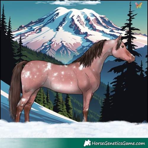 Horse Color:White Spotted Liver Red Dun 