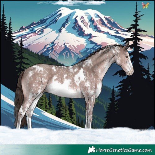 Horse Color:White Spotted Liver Red Dun Sabino 