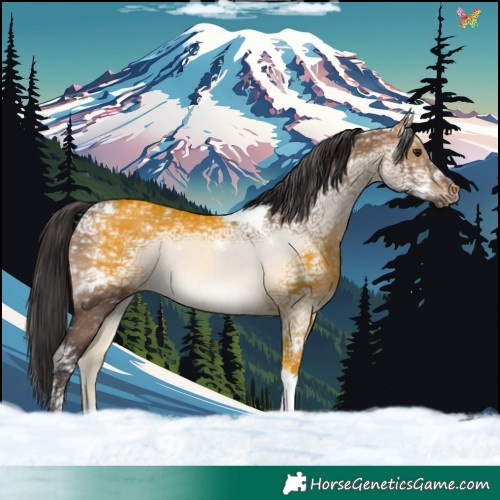 Horse Color:White Spotted Brown Ice Dun Tobiano 