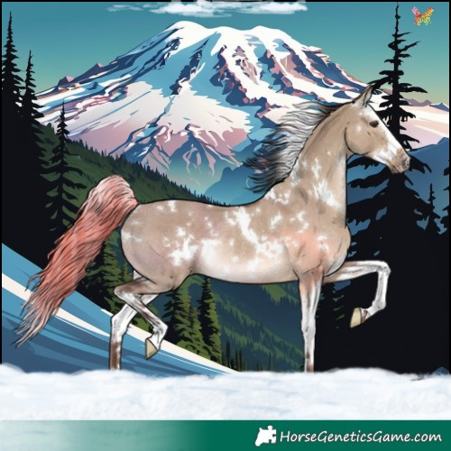 Horse Color:White Spotted Liver Red Dun Splash Rabicano 