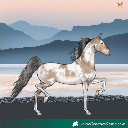 Horse Color:White Spotted Liver Red Dun Tobiano Brindle