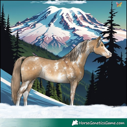 Horse Color:White Spotted Chocolate Palomino Dun Sabino Appaloosa Rabicano