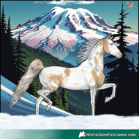 Horse Color:White Spotted Chocolate Palomino Dun Splash Tobiano