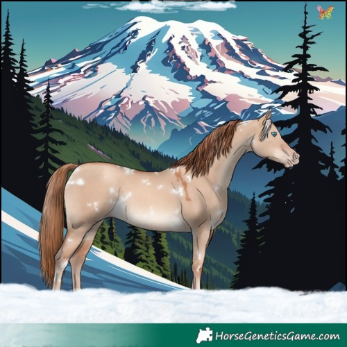 Horse Color:White Spotted Gold Champagne Dun Rabicano