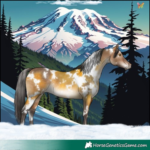 Horse Color:White Spotted Bay Dun Rabicano