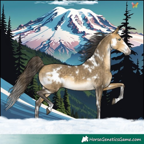 Horse Color:White Spotted Buckskin Dun Mushroom
