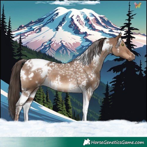 Horse Color:White Spotted Liver Red Dun Tobiano