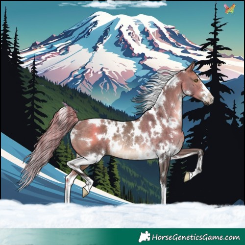 Horse Color:White Spotted Brown Dun Rabicano 