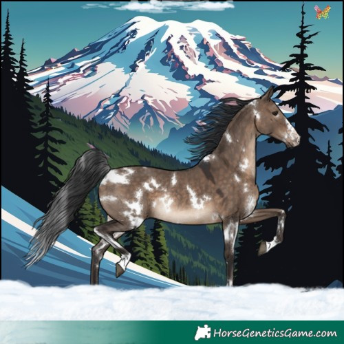Horse Color:White Spotted Brown Dun Rabicano