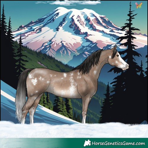 Horse Color:White Spotted Liver Red Dun Sabino Splash Rabicano