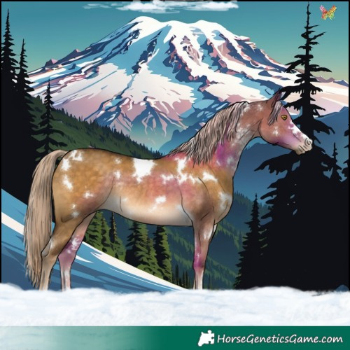Horse Color:White Spotted Chocolate Palomino Dun Rabicano