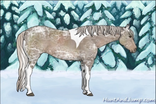 Horse Color:Silver Black Ice Sabino Tobiano