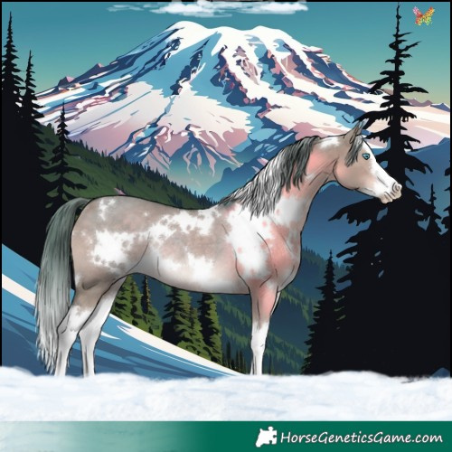Horse Color:Watercolor White Spotted Liver Red Dun Splash Rabicano 