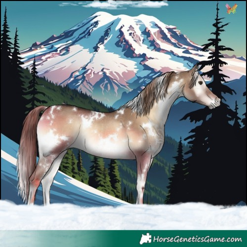 Horse Color:White Spotted Liver Red Dun Onyx Rabicano 