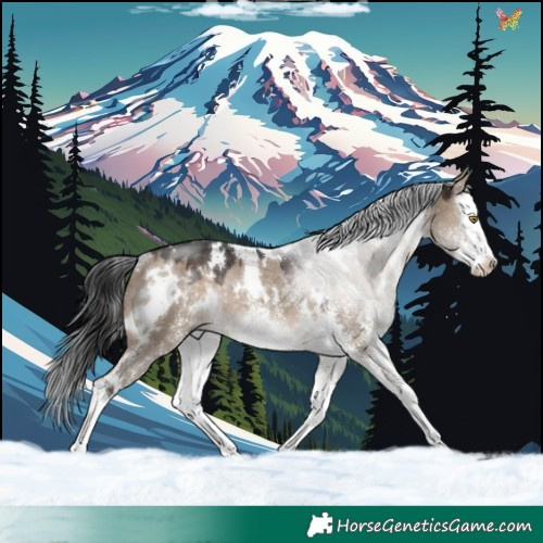 Horse Color:White Spotted Brown Dun Splash Rabicano