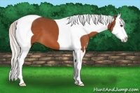 Horse Color:Silver Bay Sabino Splash Tobiano