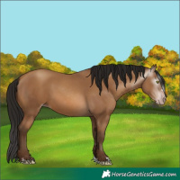 Horse Color:Gray Amber Champagne 