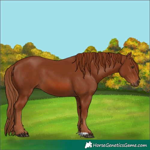 Horse Color:Chestnut 