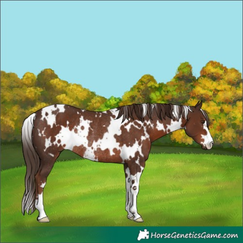 Horse Color:White Spotted Liver Chestnut Rabicano
