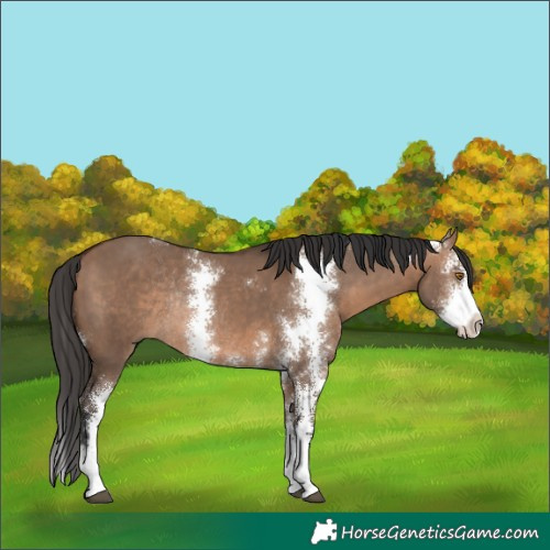 Horse Color:Brown Dun Sabino Rabicano 