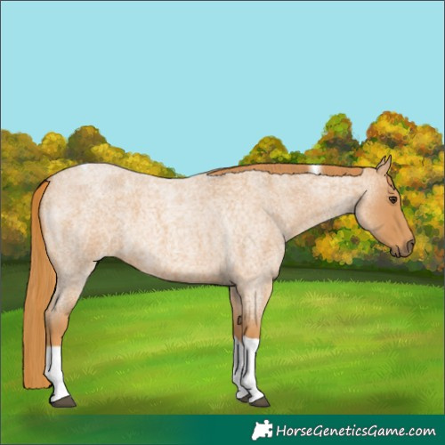 Horse Color:Red Roan Tobiano 