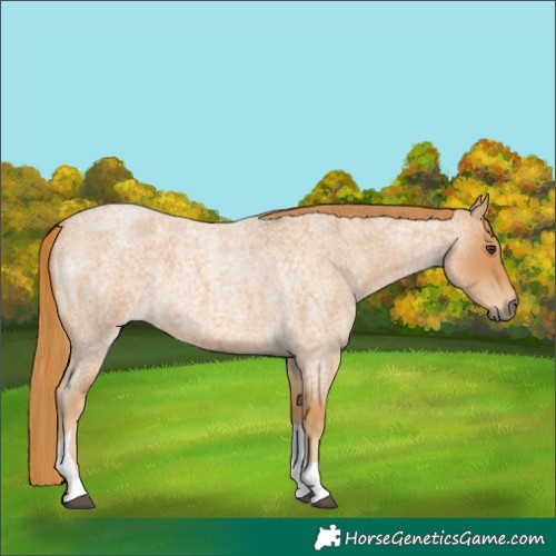 Horse Color:Red Roan Tobiano 