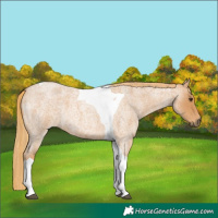Horse Color:Red Roan Tobiano