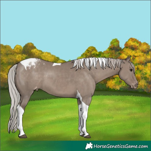 Horse Color:Unknown 