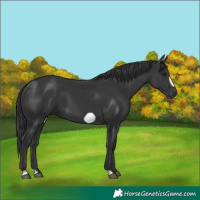 Horse Color:Black Frame 