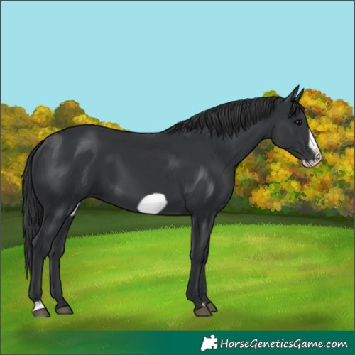 Horse Color:Black Frame 