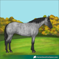 Horse Color:Blue Roan