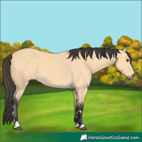 Horse Color:Buckskin