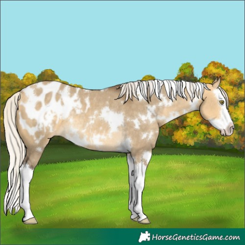 Horse Color:White Spotted Silver Buckskin Dun Splash Appaloosa Rabicano