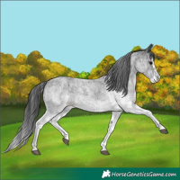 Horse Color:White Spotted Blue Roan Rabicano and White Spotted Blue Roan Splash Rabicano