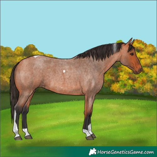 Horse Color:Bay Roan Tobiano