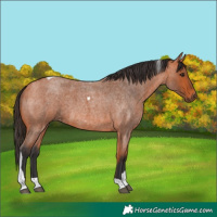Horse Color:Bay Roan Tobiano 