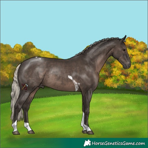 Horse Color:Unknown 