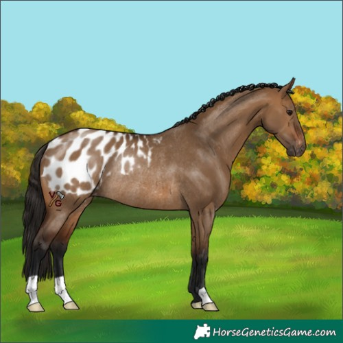 Horse Color:Unknown 