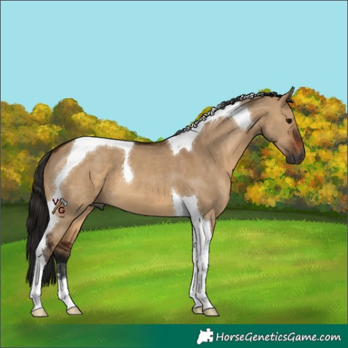 Horse Color:Unknown 