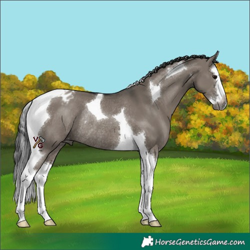 Horse Color:Gray Grullo Splash Tobiano Appaloosa Rabicano 