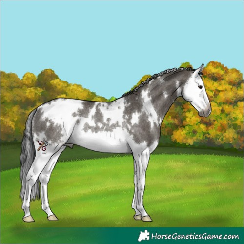 Horse Color:Gray White Spotted Grullo Splash Rabicano 