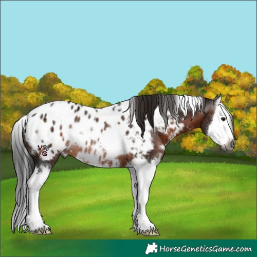 Horse Color:Gray White Spotted Brown Splash Appaloosa Rabicano 