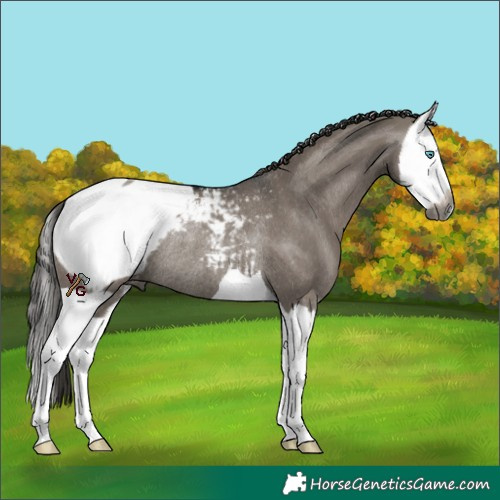 Horse Color:Gray Smoky Grullo Splash Appaloosa Rabicano