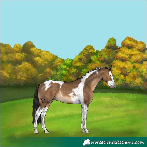Horse Color:Gray Bay Dun Splash Tobiano Rabicano 